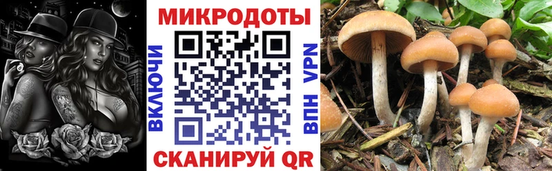 как найти закладки  Электрогорск  Псилоцибиновые грибы мухоморы 